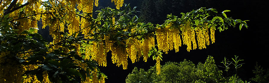 Fiori di maggio o lugliociondolo !